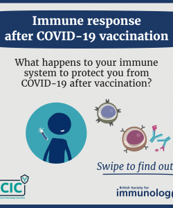 Infographic on immune response after COVID-19 vaccine - tile 1